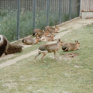 Copenhagen Zoo 1995 - Giant Anteater and Mara