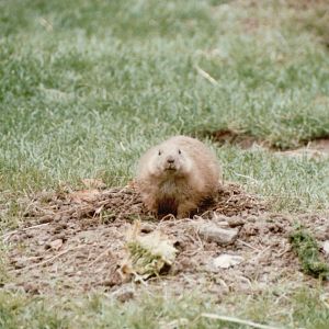 Copenhagen Zoo 1995 - Prairie Dog