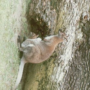 Copenhagen Zoo 1995 - Red-necked Wallaby and joey