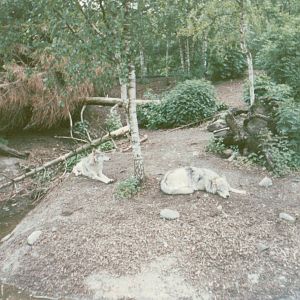 Copenhagen Zoo 1995 - Part of the Eurasian Wolf exhibit