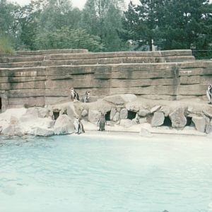 Copenhagen Zoo 1995 - Humboldt Penguin exhibit