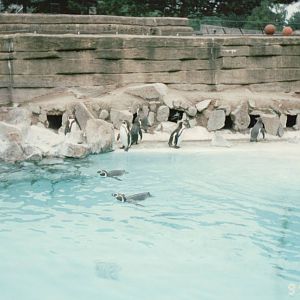 Copenhagen Zoo 1995 - Humboldt Penguin exhibit