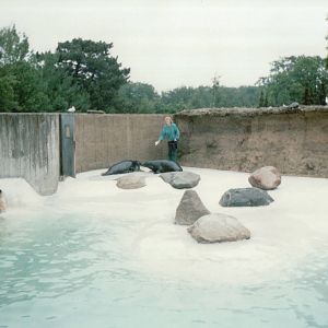 Copenhagen Zoo 1995 - Common Seal feeding session