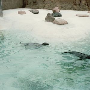 Copenhagen Zoo 1995 - Common Seals