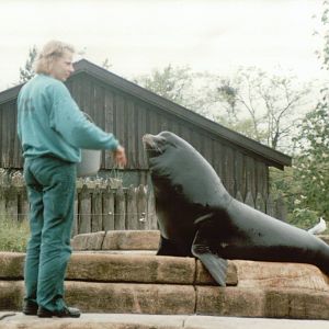 Copenhagen Zoo 1995 - California Sea Lion feeding session