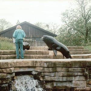 Copenhagen Zoo 1995 - California Sea Lion feeding session