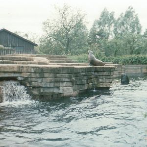 Copenhagen Zoo 1995 - California Sea Lion feeding session