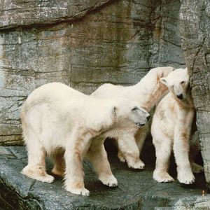 Copenhagen Zoo 1995 - Polar Bears