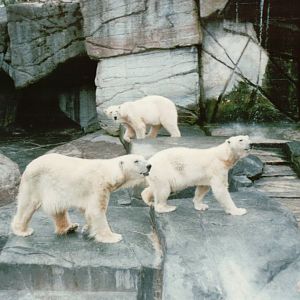 Copenhagen Zoo 1995 - Polar Bears