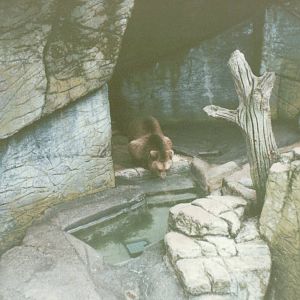 Copenhagen Zoo 1995 - Brown Bear in the smaller exhibit