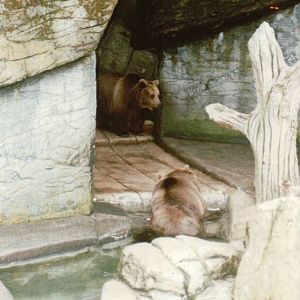 Copenhagen Zoo 1995 - Brown Bears in the smaller exhibit