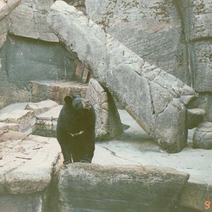 Copenhagen Zoo 1995 - Asiatic Black Bear
