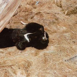 Copenhagen Zoo 1995 - Asiatic Black Bear