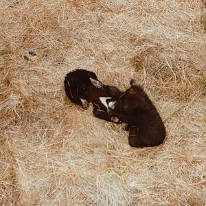 Copenhagen Zoo 1995 - Asiatic Black Bear cubs at play