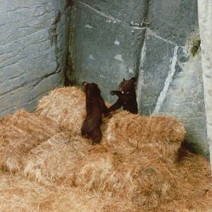 Copenhagen Zoo 1995 - Asiatic Black Bear cubs at play