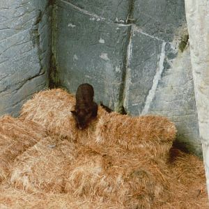 Copenhagen Zoo 1995 - Asiatic Black Bear cubs at play