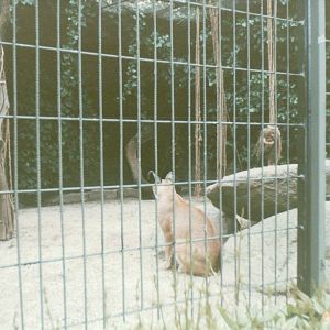 Copenhagen Zoo 1995 - Part of the Caracal enclosure
