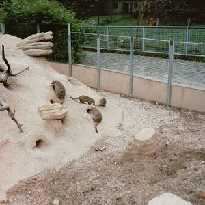 Copenhagen Zoo 1995 - Part of the Banded Mongoose exhibit