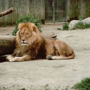 Copenhagen Zoo 1995 - Very handsome African Lion male