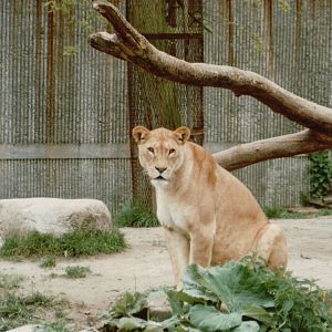 Copenhagen Zoo 1995 - African Lioness