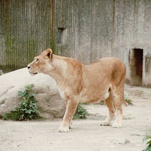 Copenhagen Zoo 1995 - African Lioness
