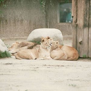 Copenhagen Zoo 1995 - African Lion male and cubs