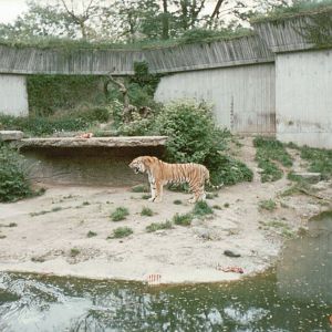 Copenhagen Zoo 1995 - Amur Tiger exhibit
