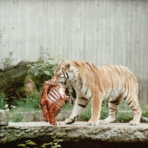 Copenhagen Zoo 1995 - Amur Tiger feeding session