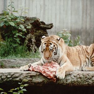 Copenhagen Zoo 1995 - Amur Tiger feeding session