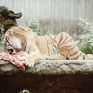 Copenhagen Zoo 1995 - Amur Tiger feeding session