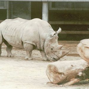 Copenhagen Zoo 1995 - White Rhinoceros