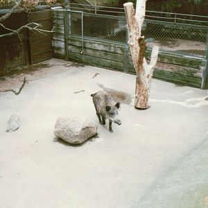 Copenhagen Zoo 1995 - European Wild Boar exhibit