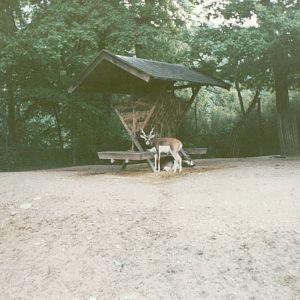 Copenhagen Zoo 1995 - Part of the Blackbuck and Axis Deer exhibit