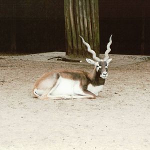 Copenhagen Zoo 1995 - Blackbuck