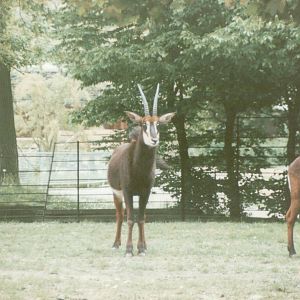 Copenhagen Zoo 1995 - Sable Antelope