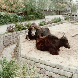 Copenhagen Zoo 1995 - Part of the Yak exhibit and Gaur
