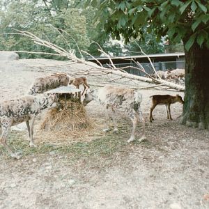 Copenhagen Zoo 1995 - Part of the Reindeer exhibit