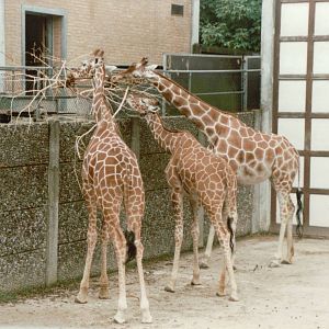 Copenhagen Zoo 1995 - Reticulated Giraffe in the old exhibit