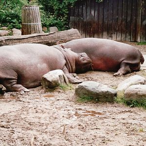 Copenhagen Zoo 2002 - Common Hippopotamus in the old exhibit