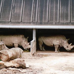 Copenhagen Zoo 2002 - White Rhinoceros