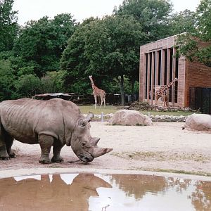 Copenhagen Zoo 2002 - White Rhinoceros and Reticulated Giraffe