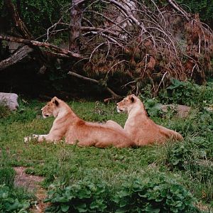 Copenhagen Zoo 2002 - African Lionesses