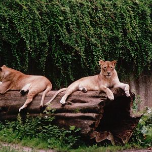 Copenhagen Zoo 2002 - African Lionesses