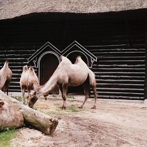 Copenhagen Zoo 2002 - Bactrian Camels