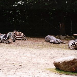 Copenhagen Zoo 2002 - Grants Zebra