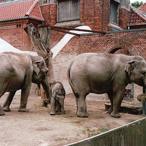 Copenhagen Zoo 2002 - Asiatic Elephants at the old Elephant House
