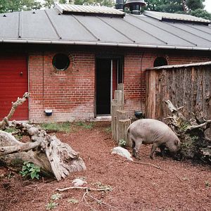 Copenhagen Zoo 2002 - Babirusa exhibit