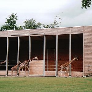 Copenhagen Zoo 2002 - The new Giraffe House
