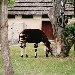 Copenhagen Zoo 2002 - Okapi exhibit since 1957
