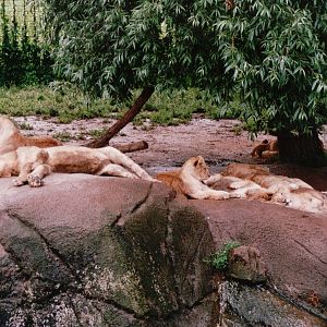 Odense Zoo 2002 - African Lions